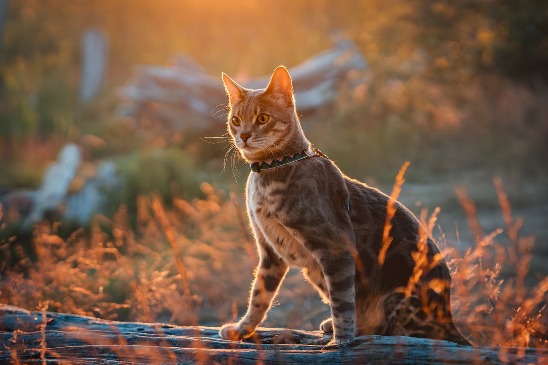 The Benefits of Walking Your Cat