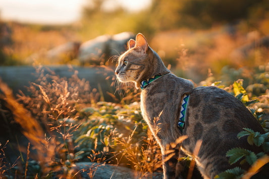 Steps Before Walking A Cat