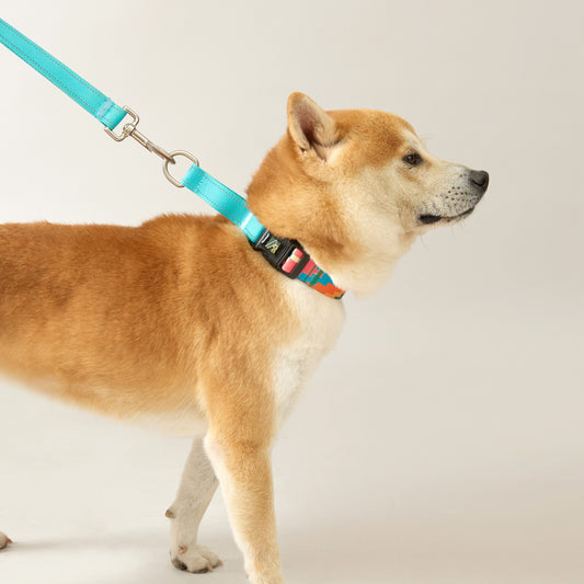 No Pull Dog Collar