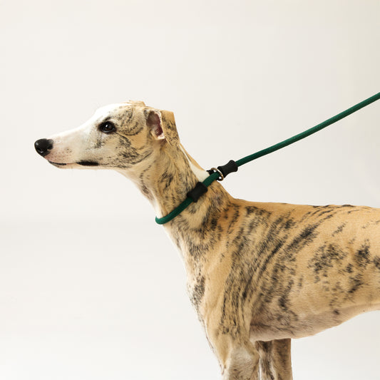 One-Piece No Pull Dog Leash