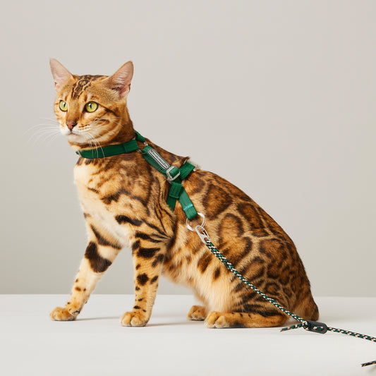 Adjustable Ultra-light Cat Harness Set