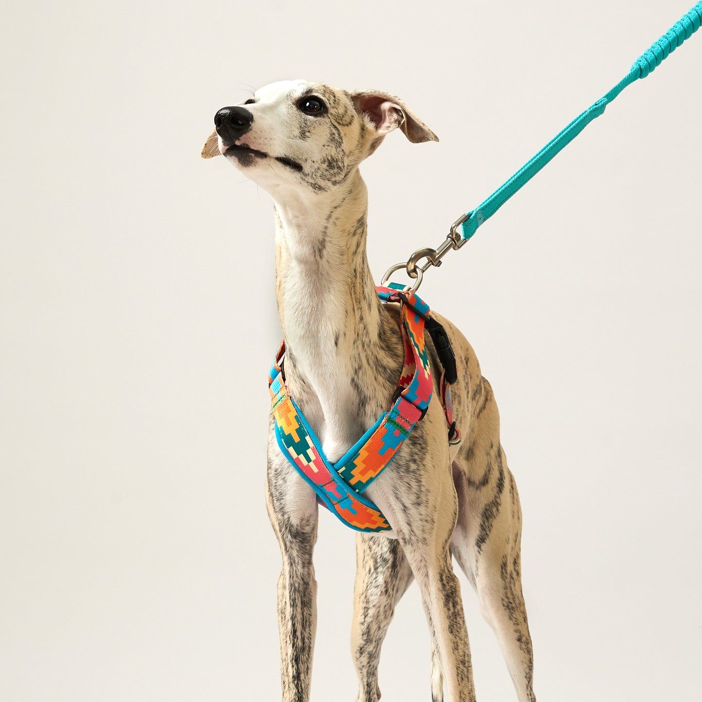 X-Shape Dog Harness